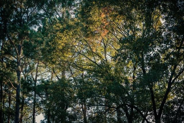 Trees in a working forest viewed from below the forest canopy